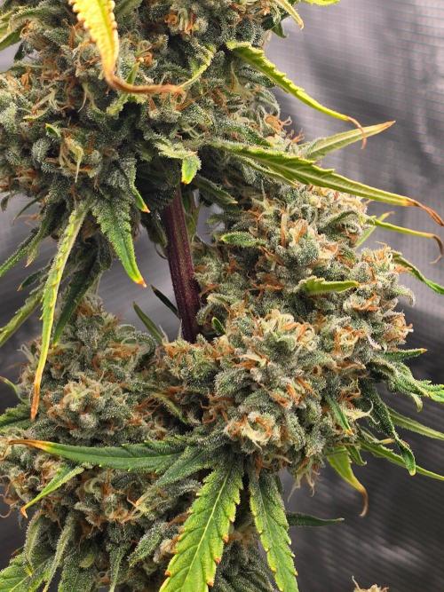 Lemon Tree Auto. Week 9 - Lemon tree 