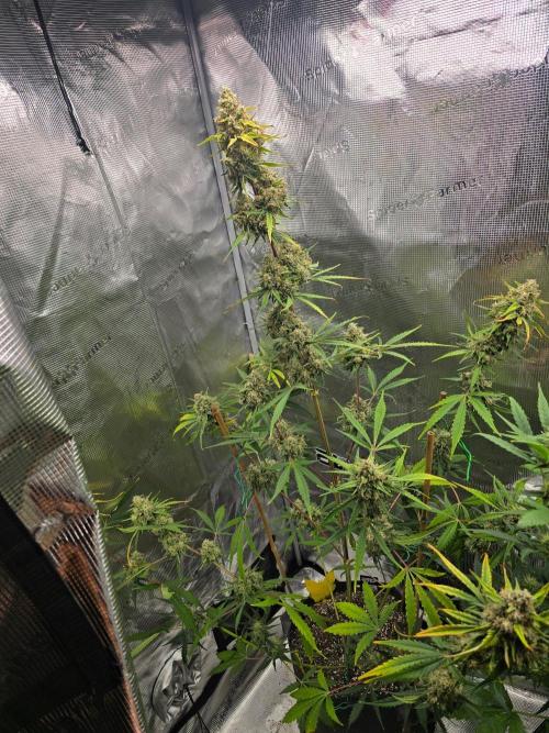 Lemon Tree Auto. Week 9 - Zoomed out