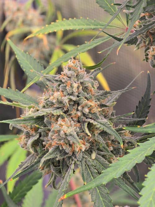 Lemon Tree Auto. Week 9 - Lemon tree