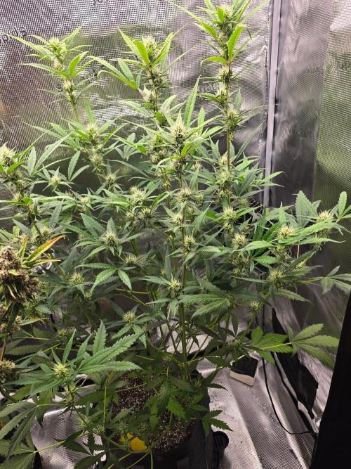Banana Guava Auto. Week 7 - Big bush
