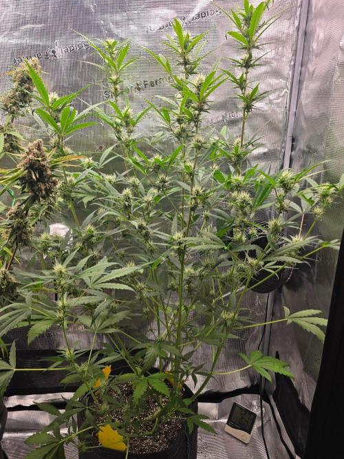 Banana Guava Auto. Week 7 - Loys of bud stacking