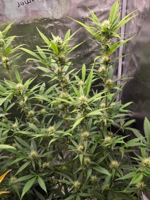 Banana Guava Auto. Week 7 - Banana guava 