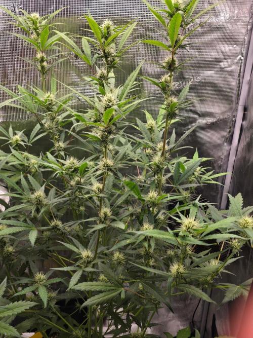 Banana Guava Auto. Week 7 - Banana guava 