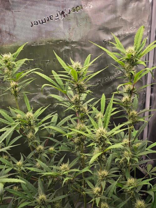Banana Guava Auto. Week 7 - Praying