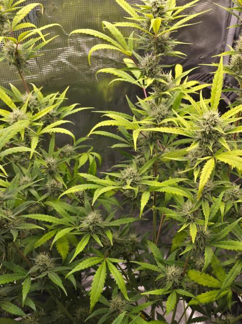 Banana Guava Auto. Week 8 - Banana guava turning alittle yellow trying to get her dialed back in