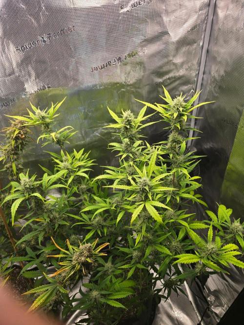 Banana Guava Auto. Week 8 - Top