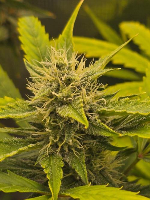 Banana Guava Auto. Week 8 - Top bud 