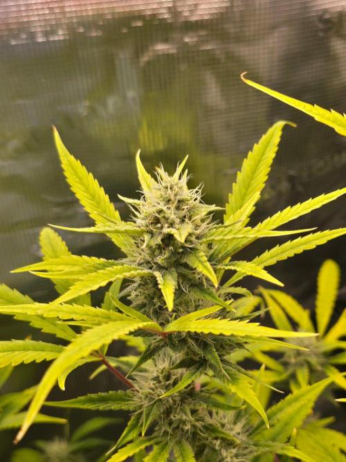 Banana Guava Auto. Week 8 - Banana guava 