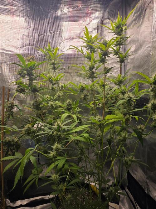 Banana Guava Auto. Week 8 - Banana guava 