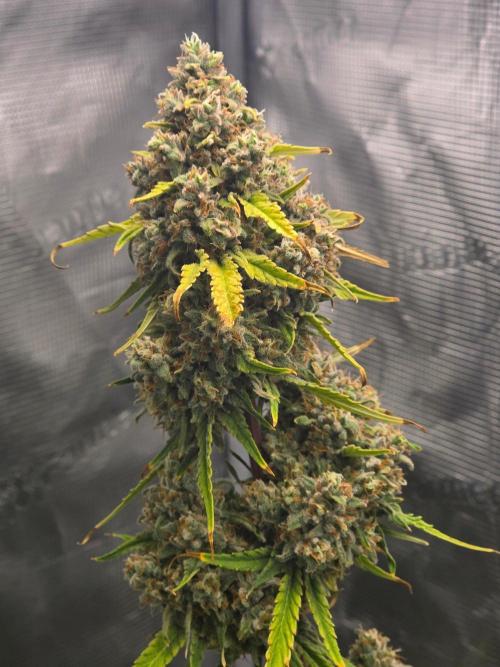 Lemon Tree Auto. Week 10 - Main cola 