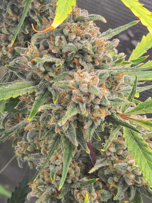 Lemon Tree Auto. Week 10 - Flowers everywhere 