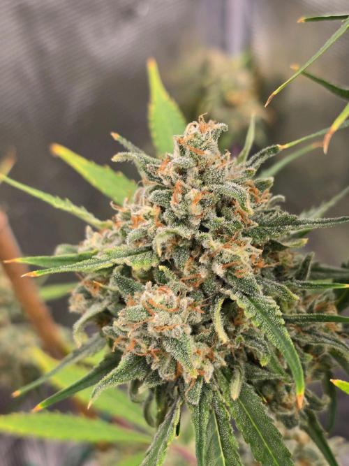 Lemon Tree Auto. Week 10 - Dense heavy buds