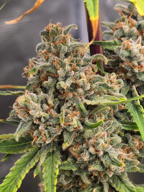 Lemon Tree Auto. Week 10 - Lemon tree 