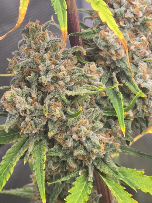 Lemon Tree Auto. Week 10 - Lemon tree 