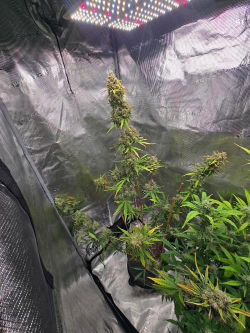 Lemon Tree Auto. Week 10 - Whole tree before chop.