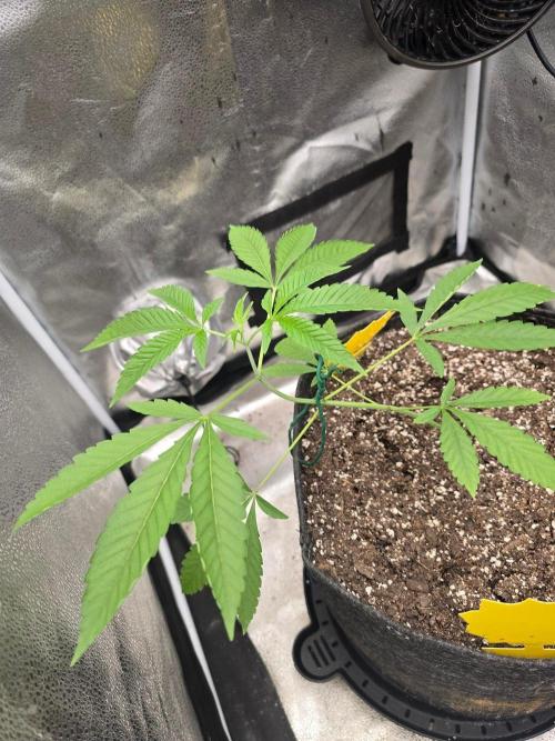 Garlic Mint Sherbet. Week 6 - Did some LST before the flip