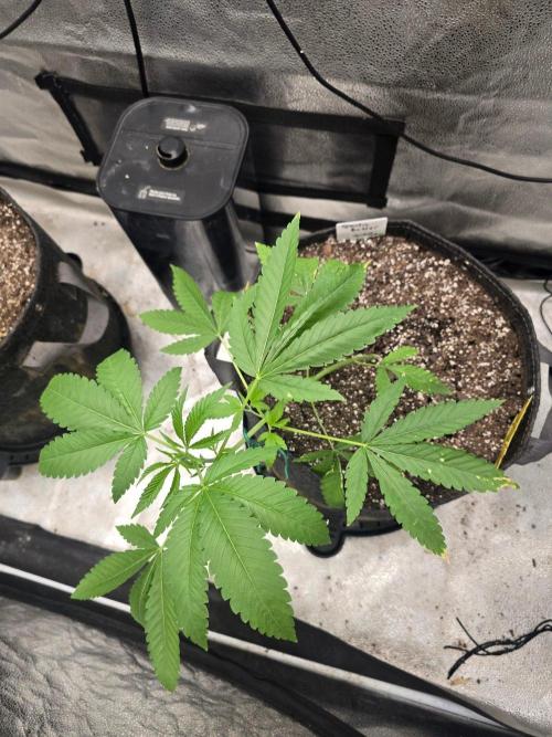 Garlic Budder. Week 6 - Garlic Budder