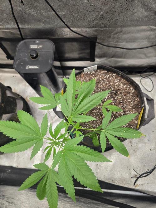 Garlic Budder. Week 6 - Just flipped to flower