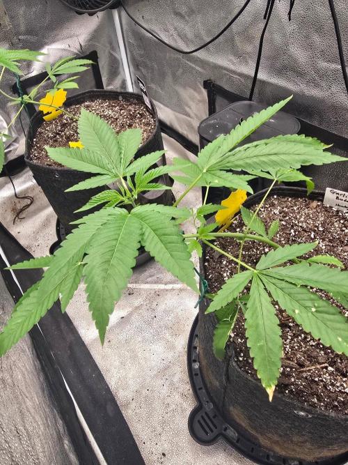 Garlic Budder. Week 6 - Look good so far. Did some LST