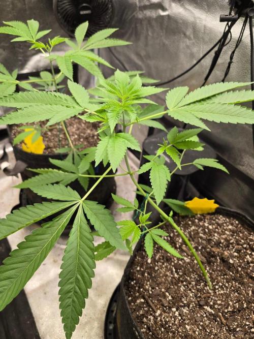 Garlic Budder. Week 7 - Looking good beginning her big stretch 