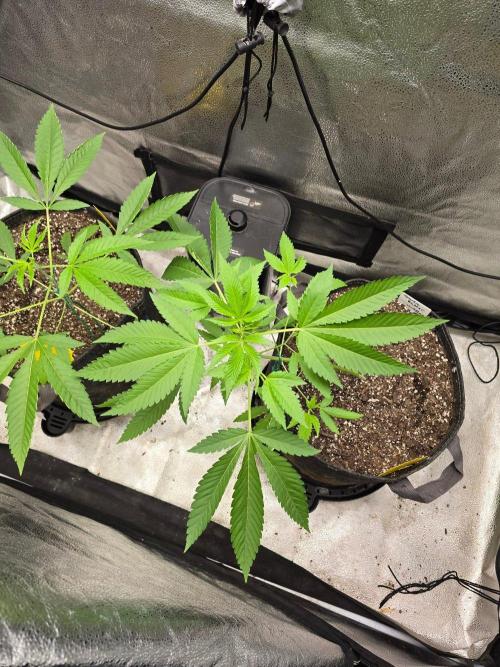 Garlic Budder. Week 7