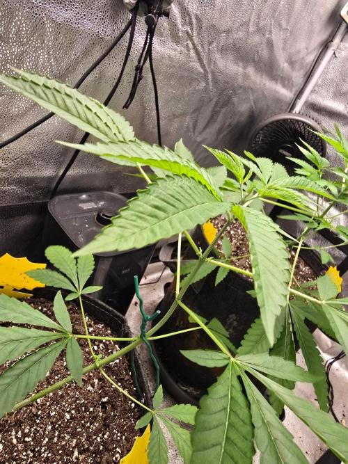 Garlic Mint Sherbet. Week 7 - Side shot