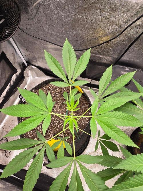 Garlic Mint Sherbet. Week 7 - Settling into flower 
