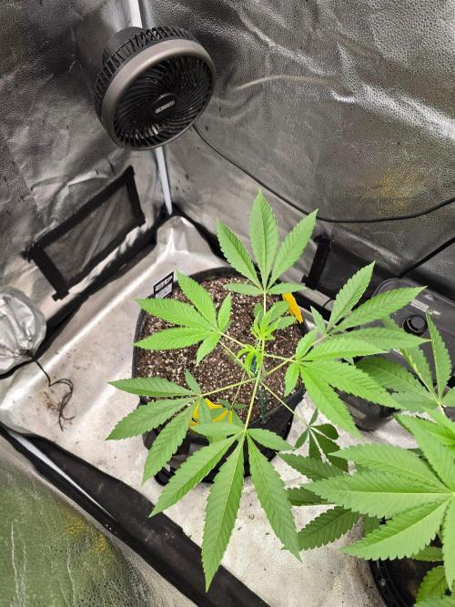 Garlic Mint Sherbet. Week 7 - Top shog