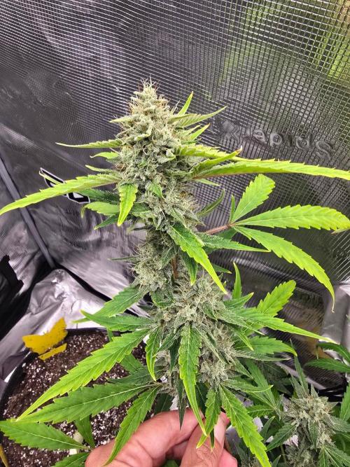 Banana Guava Auto. Week 9 - Beautiful frosty buds