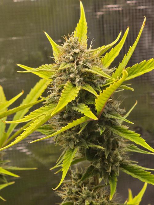 Banana Guava Auto. Week 9 - She has some fad going on