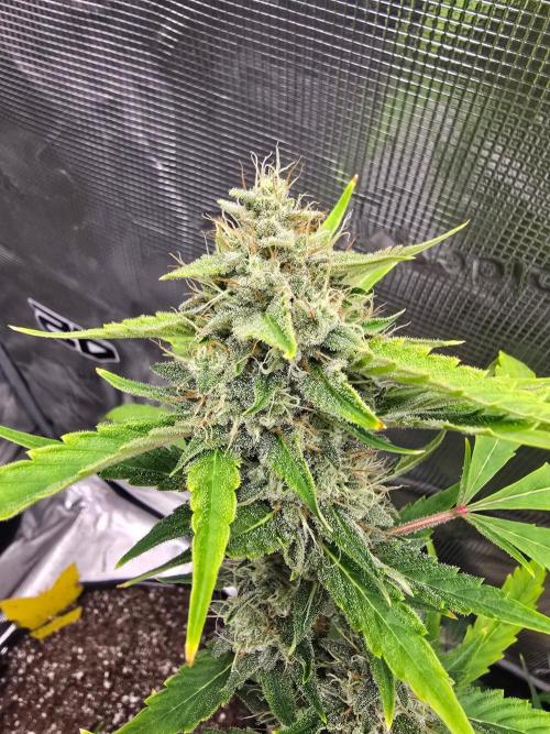 Banana Guava Auto. Week 9 - Banana guava 