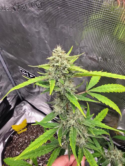 Banana Guava Auto. Week 9 - Banana guava 
