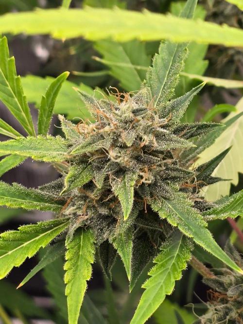 Banana Guava Auto. Week 9 - Lower bud sites
