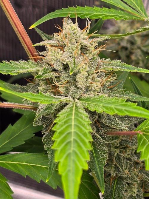 Banana Guava Auto. Week 9 - Delicious 