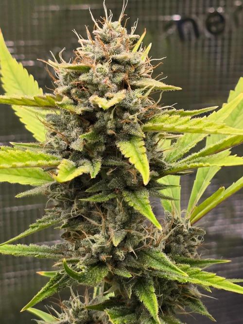Banana Guava Auto. Week 9 - Main cola
