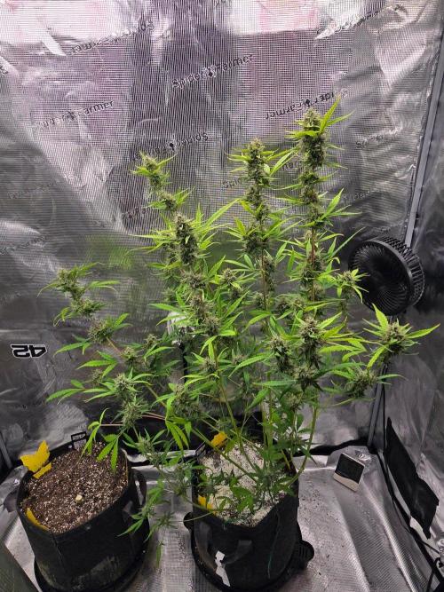 Banana Guava Auto. Week 9 - Whole plant 
