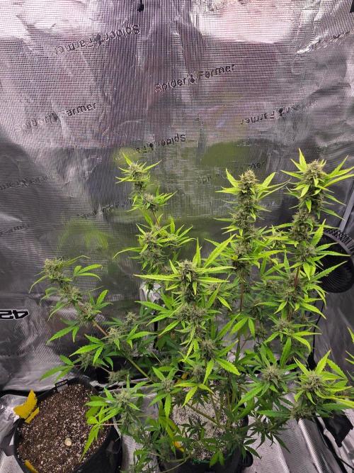 Banana Guava Auto. Week 9 - Banana guava 