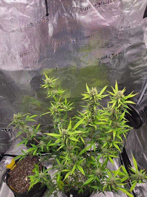 Banana Guava Auto. Week 9