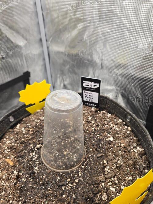 Banana Purple Punch RF3. Week 0 - Stright in the dirt is how we like it