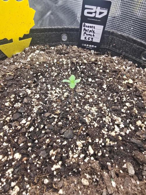 Banana Purple Punch RF3. Week 1 - Banana Purple Punch RF3