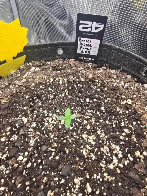 Banana Purple Punch RF3. Week 1 - Shes up and looking good 