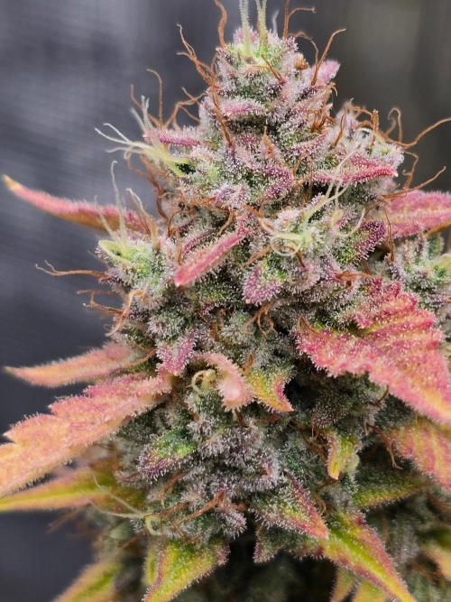 Banana Guava Auto. Week 10 - Beautiful sticky buds