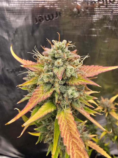 Banana Guava Auto. Week 10 - Faded out