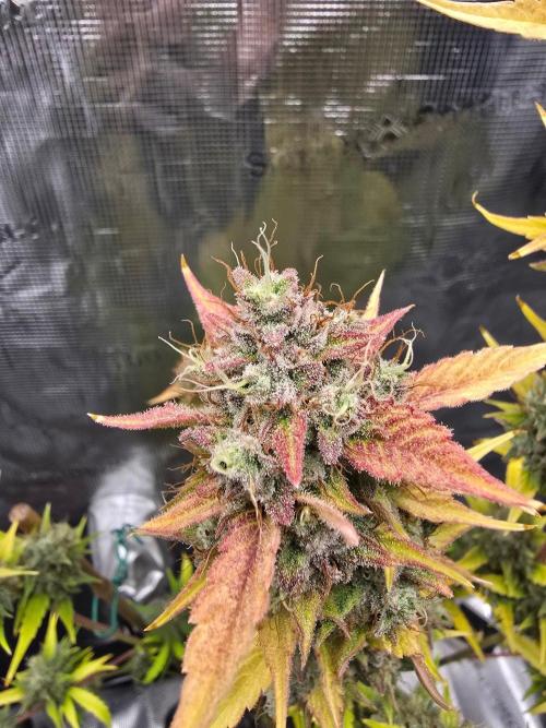 Banana Guava Auto. Week 10 - Top bud 