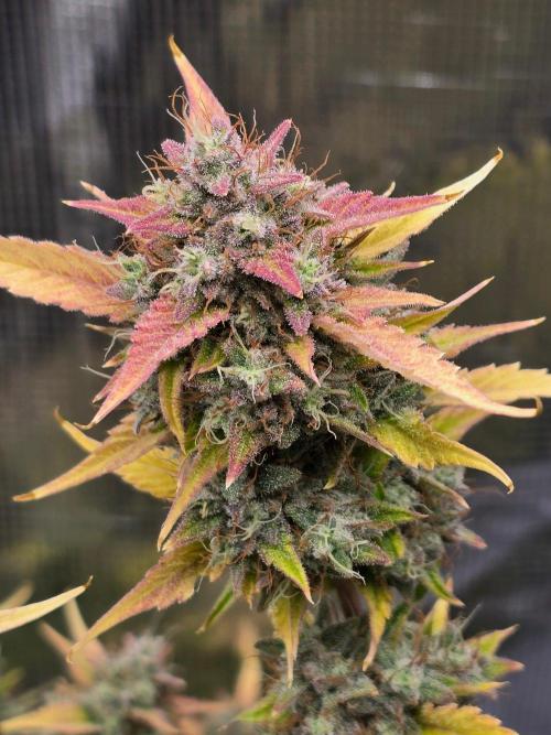 Banana Guava Auto. Week 10 - Banana guava 