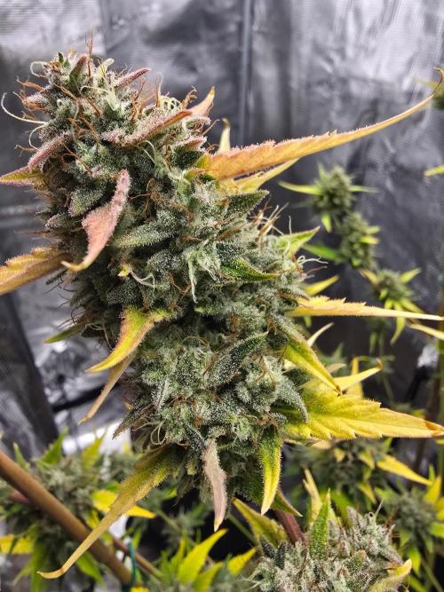 Banana Guava Auto. Week 10 - Banana guava 