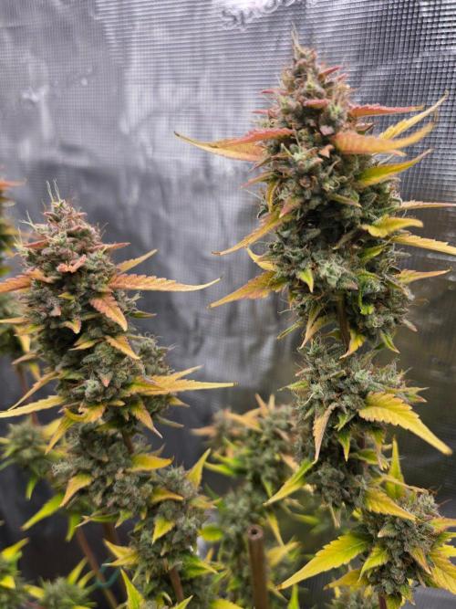 Banana Guava Auto. Week 10 - Tow towere of goodness 