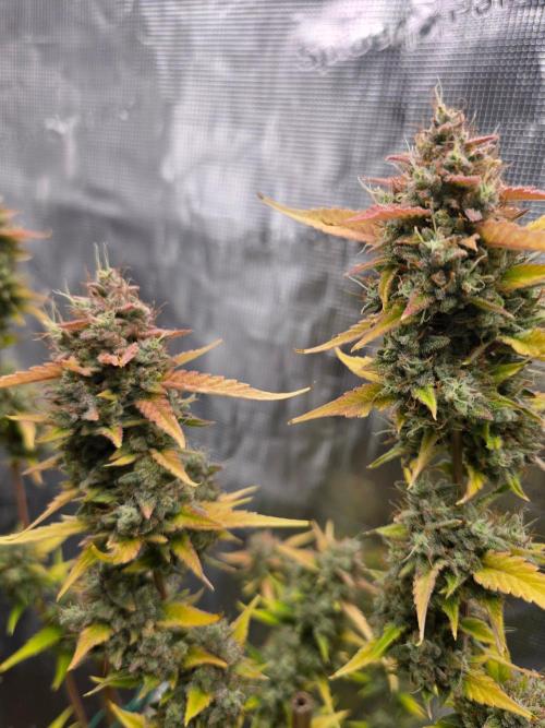 Banana Guava Auto. Week 10 - Banana guava 