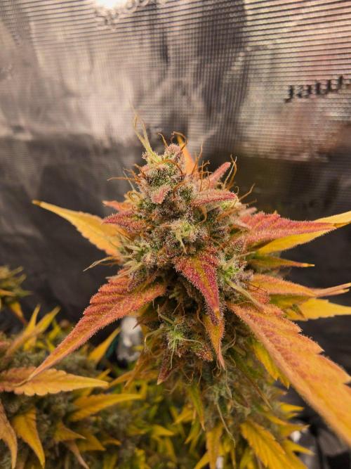 Banana Guava Auto. Week 10 - Banana guava 