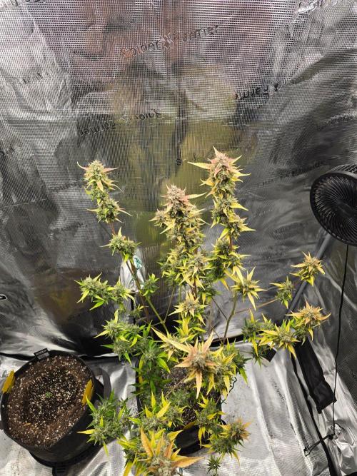 Banana Guava Auto. Week 10 - Banana guava 